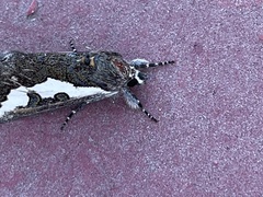 Euscirrhopterus gloveri