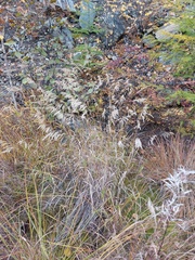 Calamagrostis purpurea