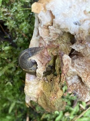 Prophysaon foliolatum