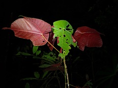 Macaranga triloba