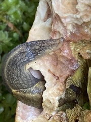 Prophysaon foliolatum