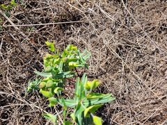 Euphorbia lathyris