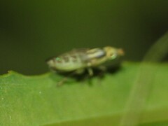 Meromyza