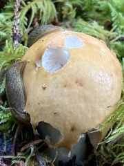 Prophysaon foliolatum