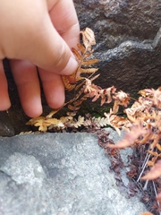 Gymnocarpium jessoense