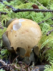 Prophysaon foliolatum