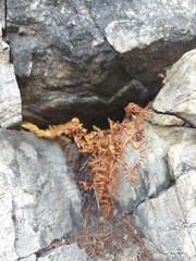 Gymnocarpium jessoense