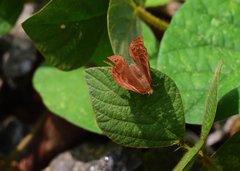 Abisara bifasciata