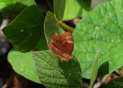 Abisara bifasciata