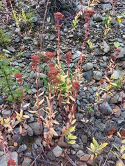 Hylotelephium telephium