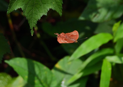 Abisara bifasciata