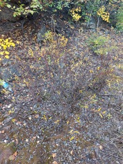 Rhododendron dauricum