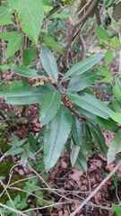 Comarostaphylis discolor