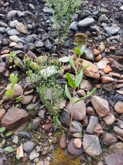 Hylotelephium telephium