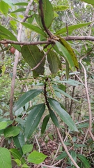 Comarostaphylis discolor