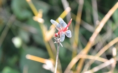 Urothemis signata