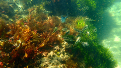 Tetractenos glaber