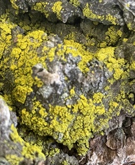 Chrysothrix candelaris