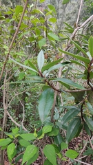 Comarostaphylis discolor