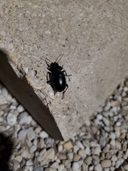 Calosoma