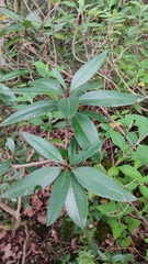 Comarostaphylis discolor