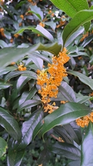 Osmanthus fragrans aurantiacus