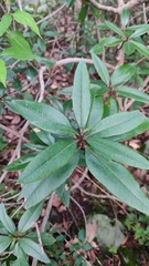 Comarostaphylis discolor