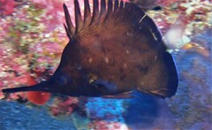 Forcipiger longirostris