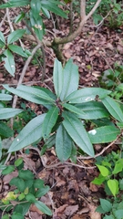 Comarostaphylis discolor