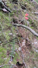 Lamourouxia multifida