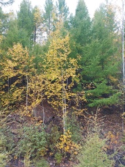 Betula platyphylla