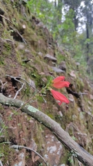 Lamourouxia multifida