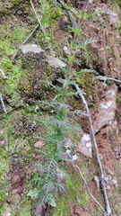 Lamourouxia multifida