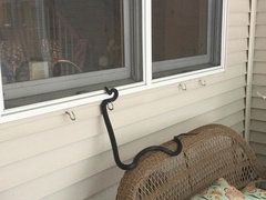 Pantherophis alleghaniensis