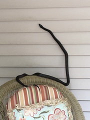 Pantherophis alleghaniensis