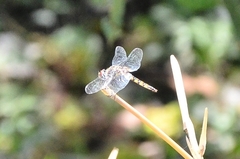 Urothemis signata