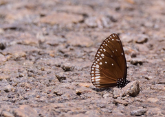 Euploea klugii