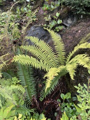 Polystichum andersonii