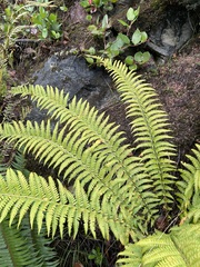 Polystichum andersonii