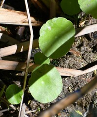 Hydrocotyle verticillata