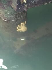 Coscinasterias muricata