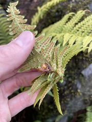Polystichum andersonii