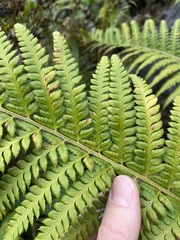 Polystichum andersonii