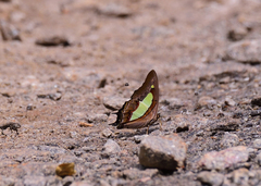 Polyura bharata