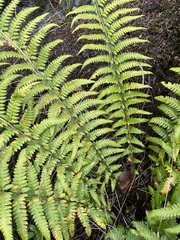 Polystichum andersonii