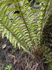 Polystichum andersonii