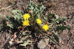 Taraxacum serotinum