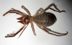 Solifugae