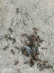 Dorymyrmex bicolor