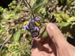 Symphyotrichum anomalum